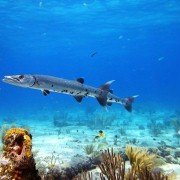 Deep Sea - galeria zdjęć - filmweb