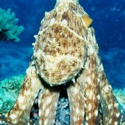 Deep Sea - galeria zdjęć - filmweb