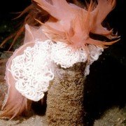 Deep Sea - galeria zdjęć - filmweb