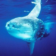 Deep Sea - galeria zdjęć - filmweb