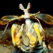 Deep Sea - galeria zdjęć - filmweb