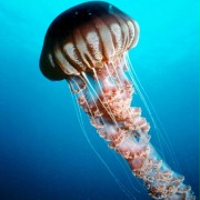 Deep Sea - galeria zdjęć - filmweb