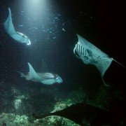 Deep Sea - galeria zdjęć - filmweb