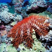 Deep Sea - galeria zdjęć - filmweb