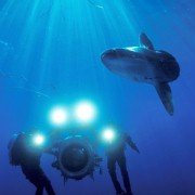 Deep Sea - galeria zdjęć - filmweb