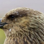 Scotland: A Wild Year - galeria zdjęć - filmweb