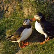 Scotland: A Wild Year - galeria zdjęć - filmweb