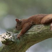 Scotland: A Wild Year - galeria zdjęć - filmweb