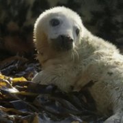 Scotland: A Wild Year - galeria zdjęć - filmweb