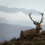 Scotland: A Wild Year - galeria zdjęć - filmweb