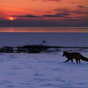 Wild Russia - galeria zdjęć - filmweb