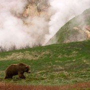 Wild Russia - galeria zdjęć - filmweb