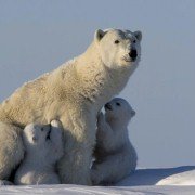 Wild Russia - galeria zdjęć - filmweb