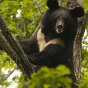 Wild Russia - galeria zdjęć - filmweb