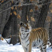 Wild Russia - galeria zdjęć - filmweb