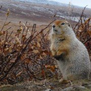 Wild Russia - galeria zdjęć - filmweb