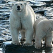 Wild Russia - galeria zdjęć - filmweb
