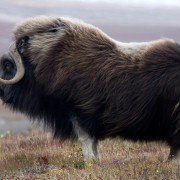 Wild Russia - galeria zdjęć - filmweb