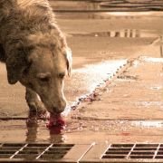 Perro come perro - galeria zdjęć - filmweb