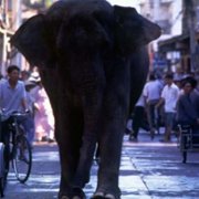 Operation Dumbo Drop - galeria zdjęć - filmweb