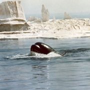 Orca - galeria zdjęć - filmweb