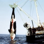 Orka - Wieloryb zabójca - galeria zdjęć - filmweb