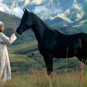 The Young Black Stallion - galeria zdjęć - filmweb