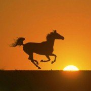 The Young Black Stallion - galeria zdjęć - filmweb