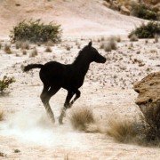 The Young Black Stallion - galeria zdjęć - filmweb