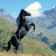 The Young Black Stallion - galeria zdjęć - filmweb