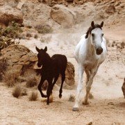 The Young Black Stallion - galeria zdjęć - filmweb