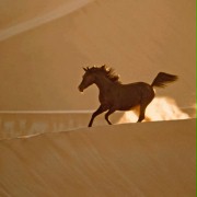 The Young Black Stallion - galeria zdjęć - filmweb