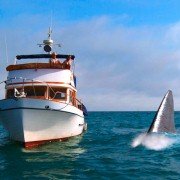 Super Shark - galeria zdjęć - filmweb