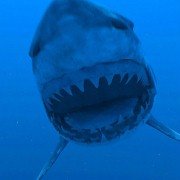 Super Shark - galeria zdjęć - filmweb
