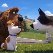 The Secret Life of Pets 2 - galeria zdjęć - filmweb
