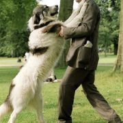 Finding Neverland - galeria zdjęć - filmweb