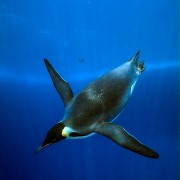 Marsz pingwinów 2: Przygoda na krańcu świata - galeria zdjęć - filmweb