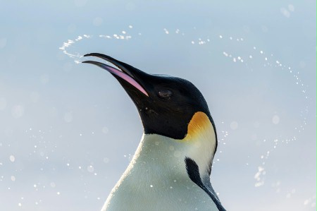 Marsz pingwinów 2: Przygoda na krańcu świata - galeria zdjęć - filmweb