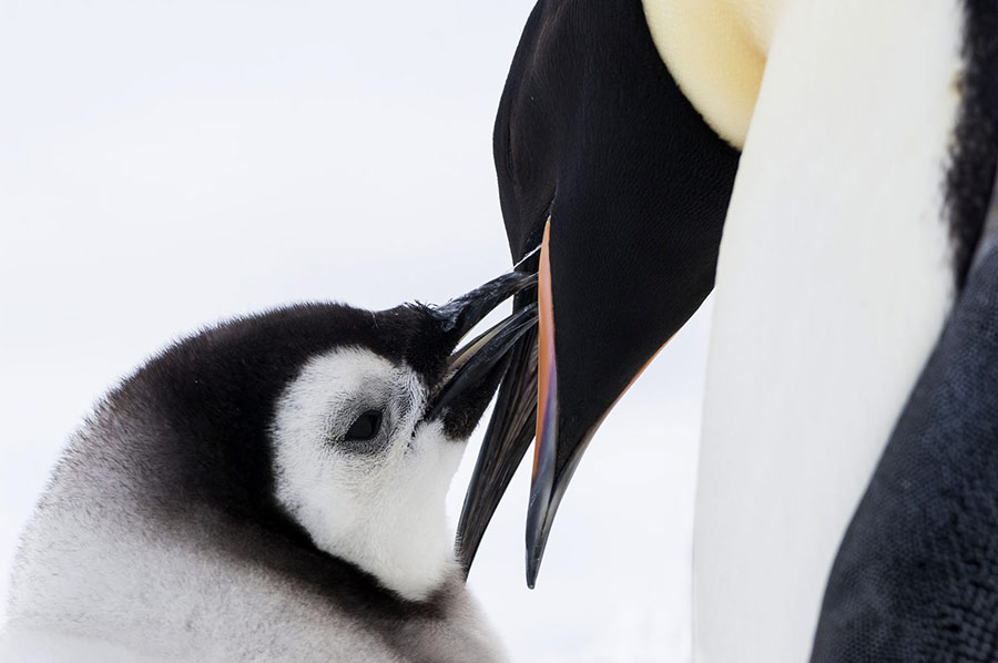 Kierunek: Antarktyda (recenzja filmu Marsz pingwinów 2: Przygoda na krańcu świata)