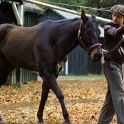 Seabiscuit - galeria zdjęć - filmweb