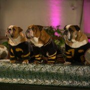 Show Dogs - galeria zdjęć - filmweb