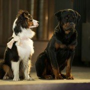 Show Dogs - galeria zdjęć - filmweb