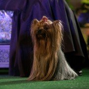 Show Dogs - galeria zdjęć - filmweb