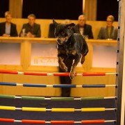 Show Dogs - galeria zdjęć - filmweb