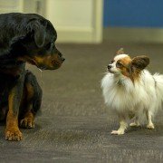 Show Dogs - galeria zdjęć - filmweb