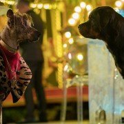 Show Dogs - galeria zdjęć - filmweb