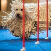 Show Dogs - galeria zdjęć - filmweb