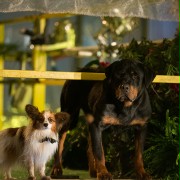 Show Dogs - galeria zdjęć - filmweb