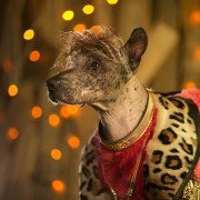 Show Dogs - galeria zdjęć - filmweb