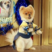 Pup Academy - galeria zdjęć - filmweb